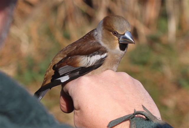 We Bird North Wales Spinnies Hawfinch And Lleiniog Glauc