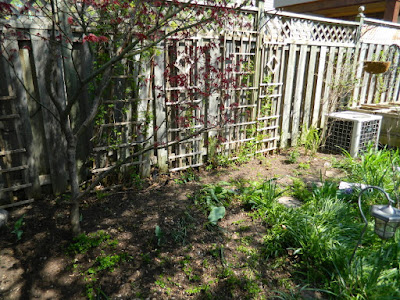 Riverdale Backyard Spring Cleanup After by Paul Jung Gardening Services a Toronto Gardening Company Riverdale Backyard Spring Cleanup After by Paul Jung Gardening Services a Toronto Gardening Company