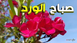 صور صباح الورد,  صباح الخير, صباح الورد