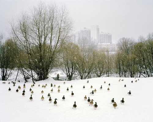 The Catcher In The Rye The Ducks In The Lagoon