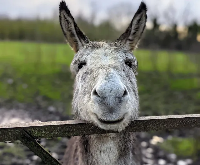 Smiling donkey at Burtown House and Gardens near Kilkea Castle in South Kildare