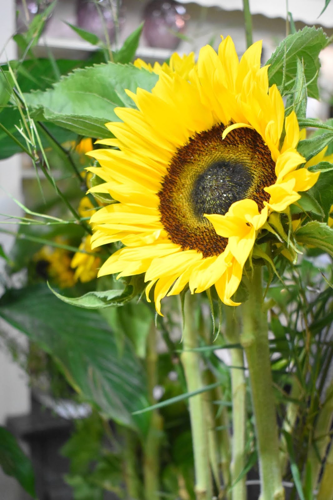Katherine's Florists Newcastle Bubbles and Blooms Flower