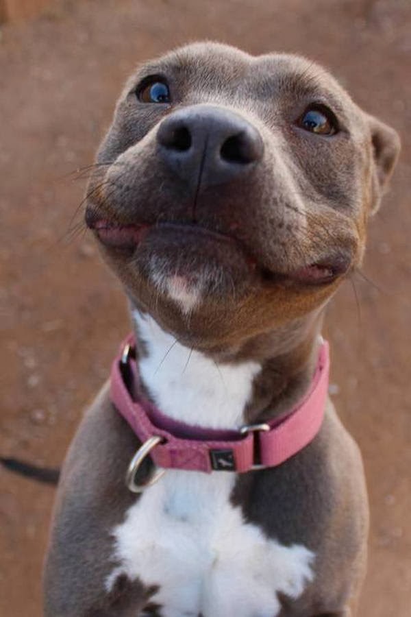 Cute dogs - part 8 (50 pics), smiling pit bull dog