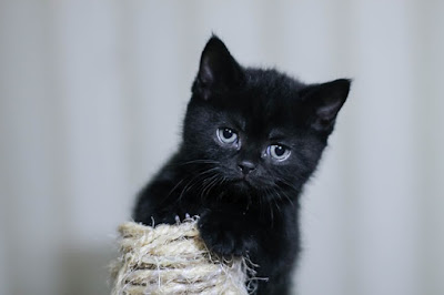 alt=" dulce gatito negro"
