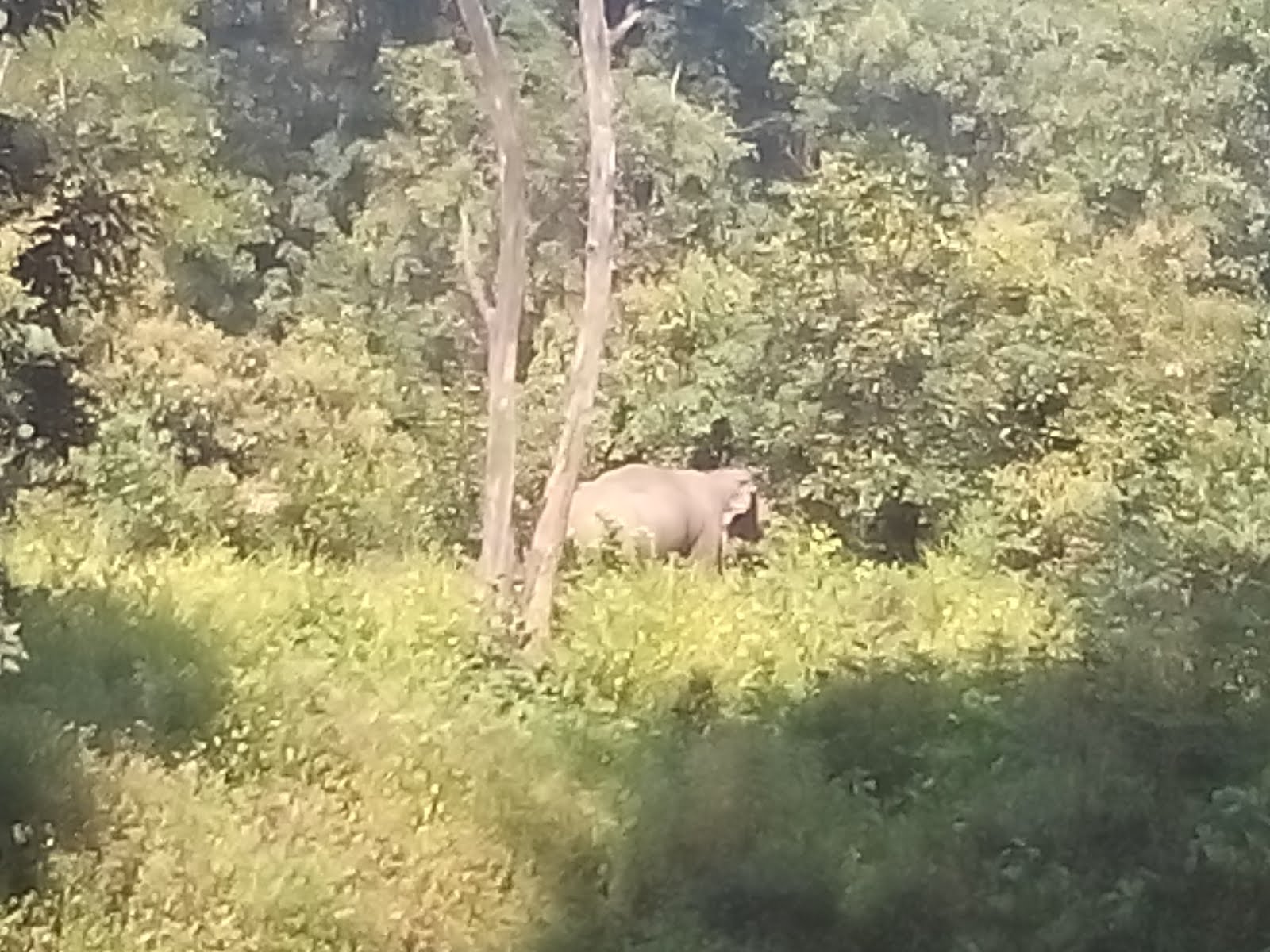 Elephant in front of Corbett Jungle Inn