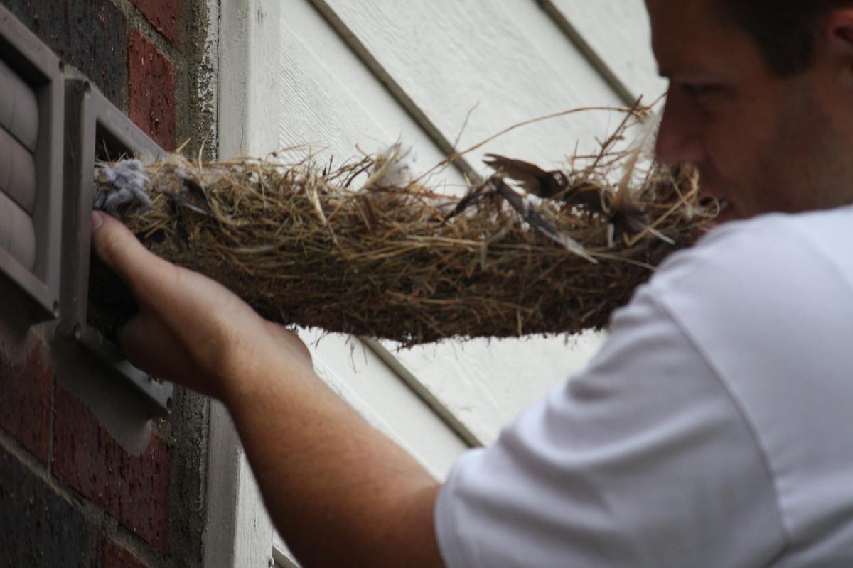 Bird In Everything Birds In Dryer Vent