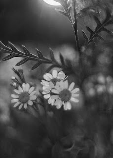 صور ورود سوداء، اجمل صور زهور سوداء اللون