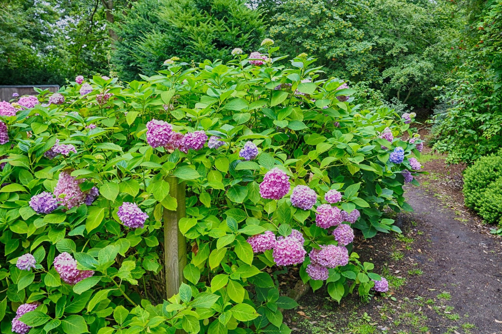 Three Dogs In A Garden Hydrangeas Care Basics Old New Varieties
