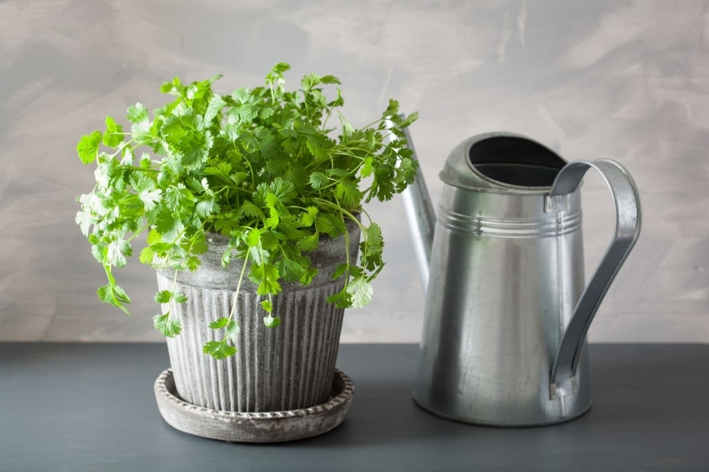 How to Grow Cilantro in Pots
