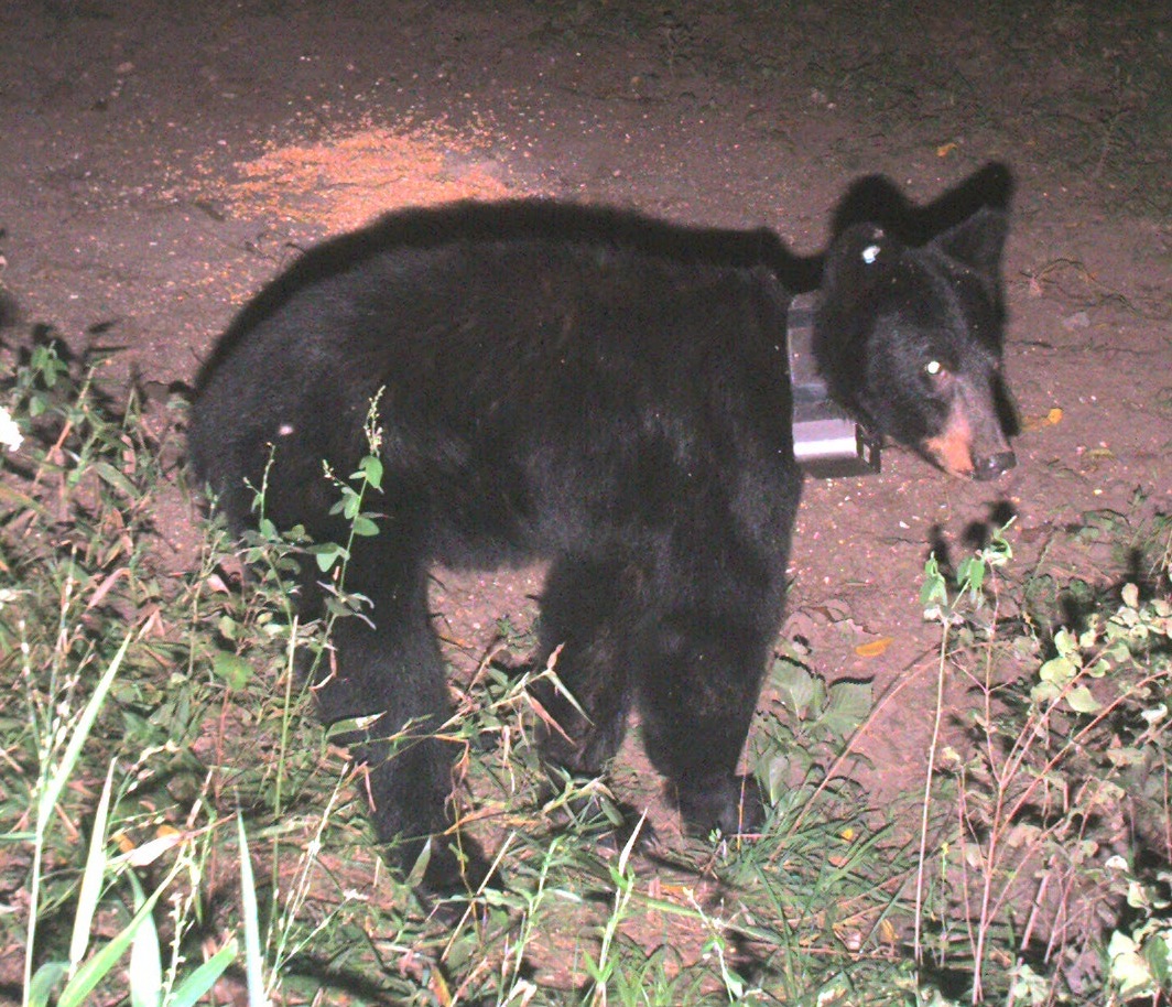 Springfield Plateau Tracking Bears