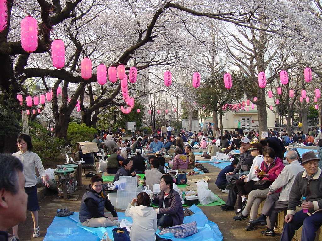 Hanami, piknik pod sakurami