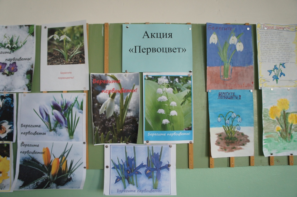 акция первоцветы. экологическая акция первоцвет. акция первоцветы в школе. сохраним первоцветы. экологическая акция первоцвет.