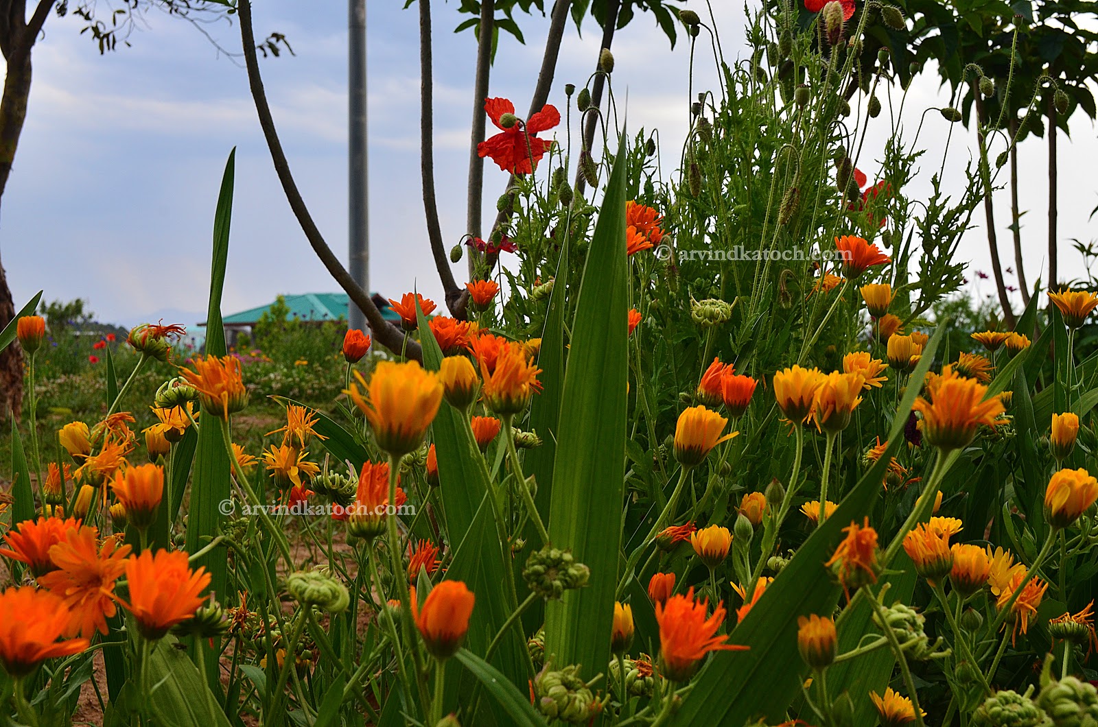 Beautiful Of Yellow Orange Flowers in Palampur Valley