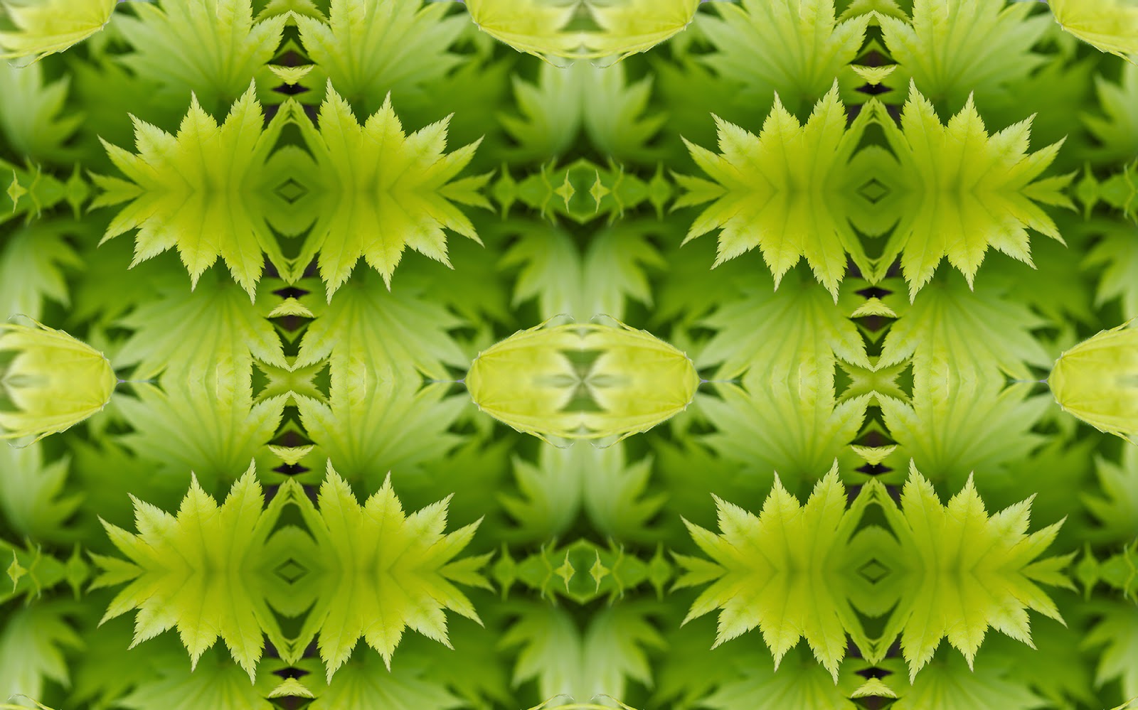 Zoë Design: Day 101 ~ Wallpaper-a-day &ldquo;Maple&rdquo;