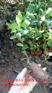 Cung cấp cây giống, hạt giống dược liệu: Hà thủ ô đỏ, dây thìa canh với số lượng lớn, hỗ trợ đầu ra