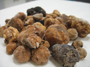 Specie di tartufo e piante tartufigene simbionti