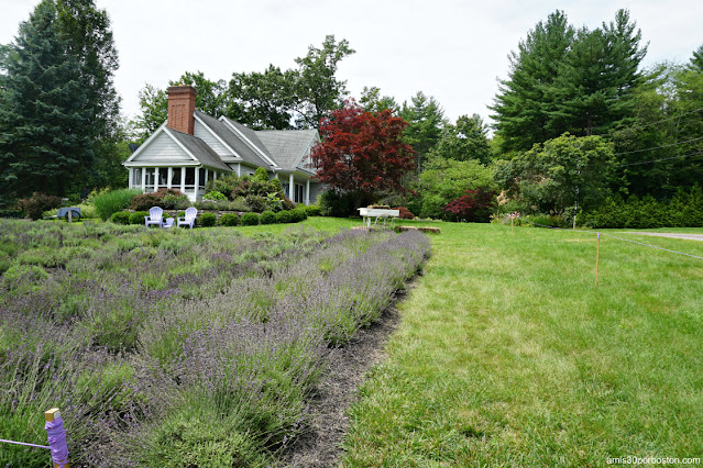 Campos de Lavanda en Laromay Lavender Farm en Hollis, New Hampshire