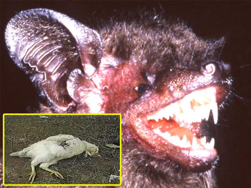 Animal Que Suga Sangue De Galinhas Morcegos Estao Matando Galinhas E Outras Aves Em Matao
