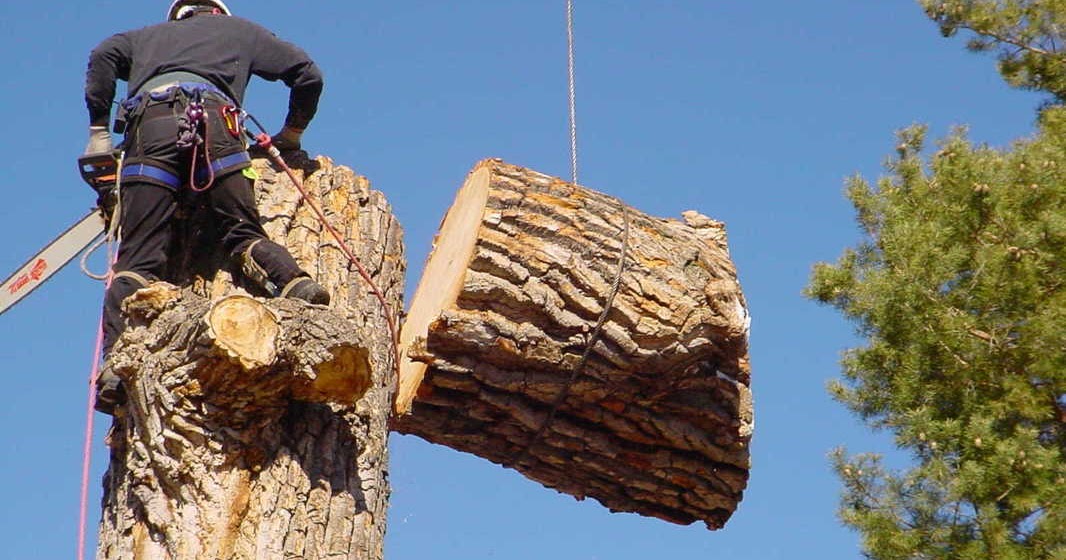 Tree Removal Kelowna Common Mistakes with Tree Trimming