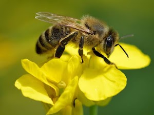 abeja (Bee)