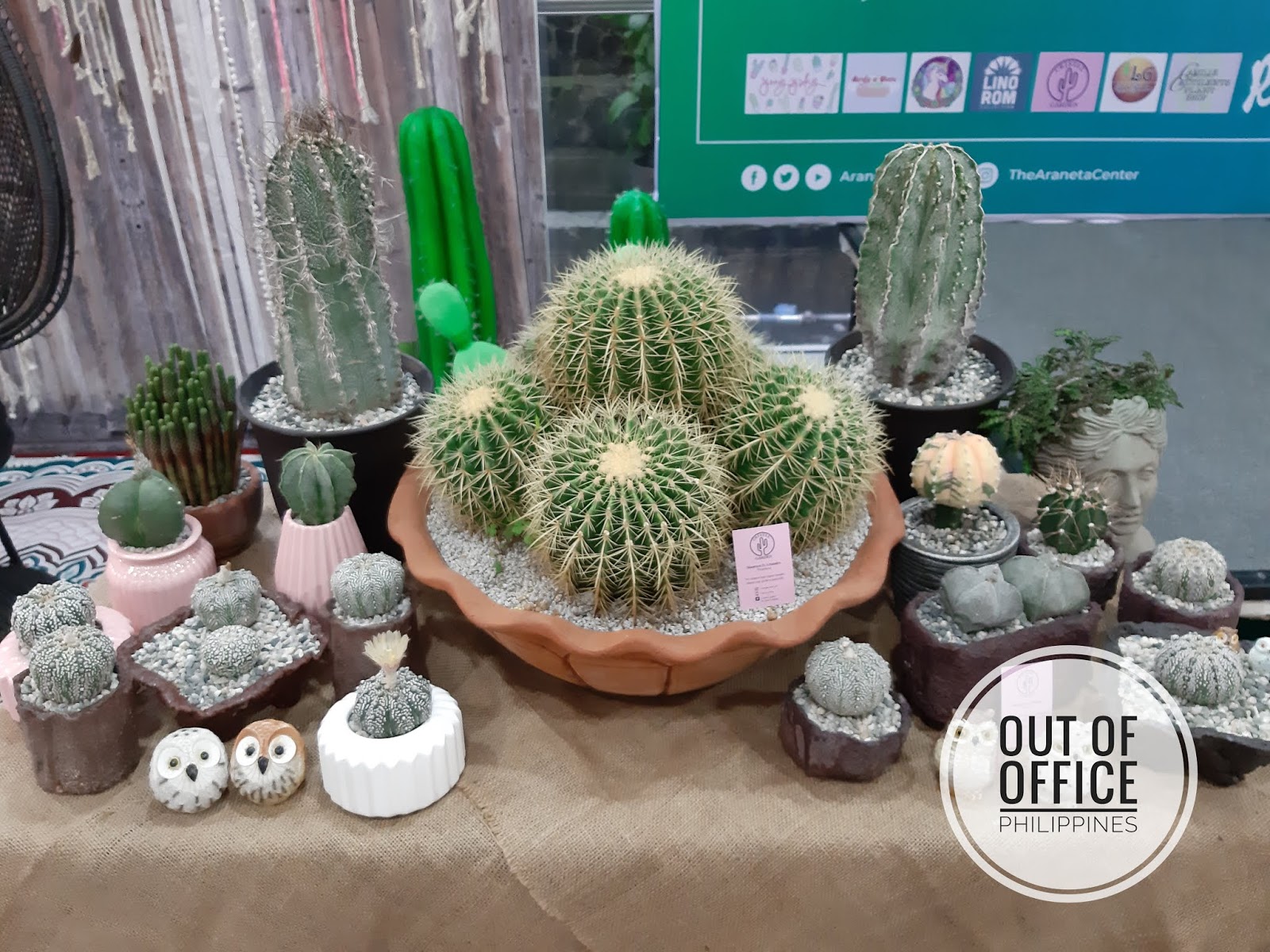 Event Cactus and Succulent Fair at Gateway Mall