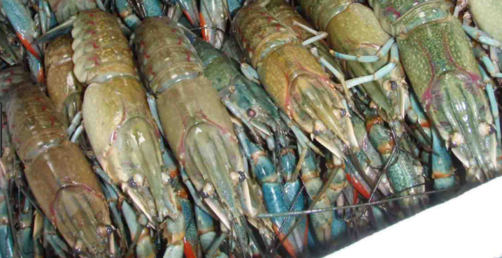 bisnis budidaya udang galah