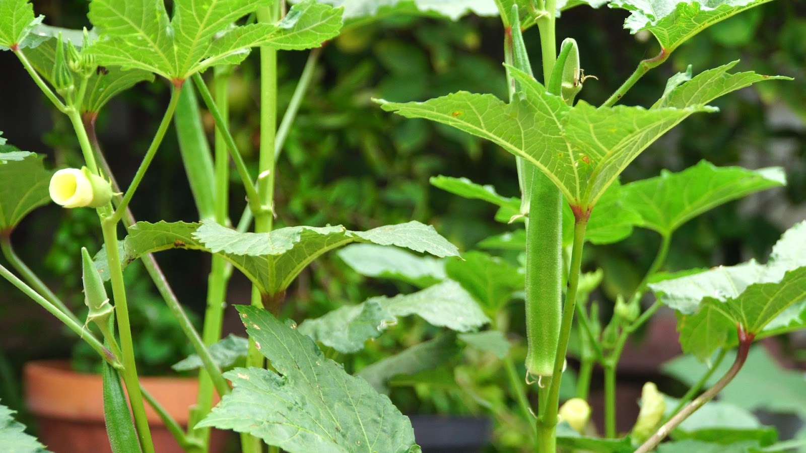 growing okra