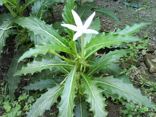 Bunga Bintang Kitolod Isotoma longiflora Tanaman Liar 