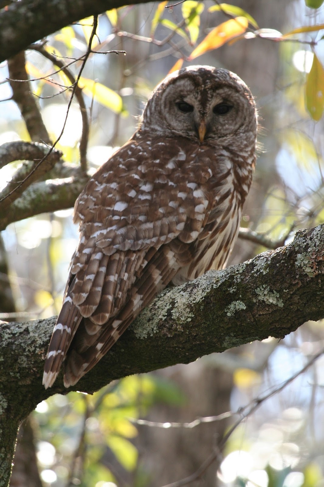 Pam's Backyard Chickens A Guide to Common Owl Species