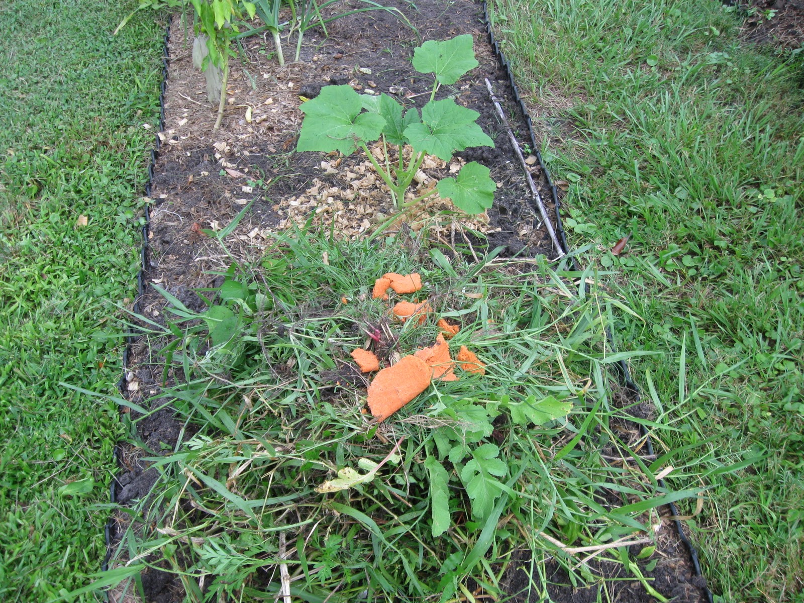 Growing Food in Florida Lazy compost pile