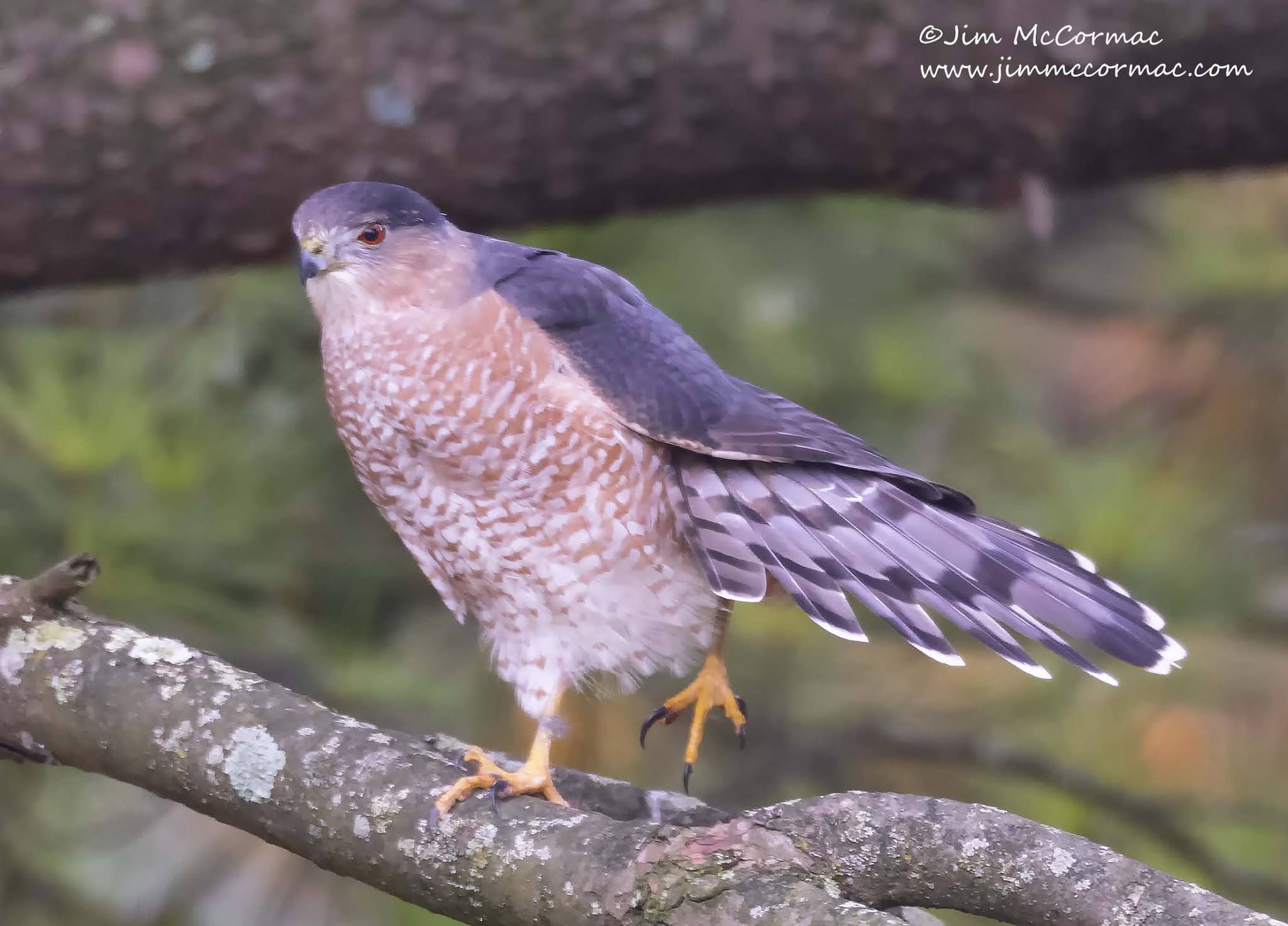 Ohio Birds and Biodiversity Cooper's Hawk