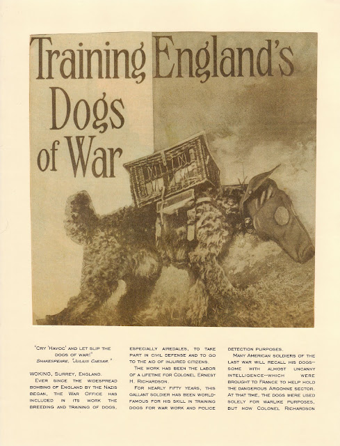 Training England's Dogs of War Airedales Colonel Richardson