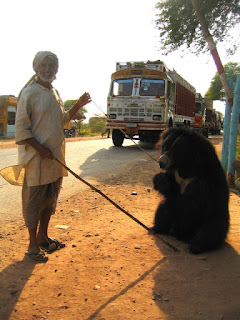 Hindistan, Puşkar'da sahiplenilmiş bir tembel ayı ve sahibi.