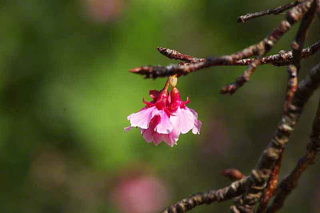 cherry blossoms,buds, twigs, flowers