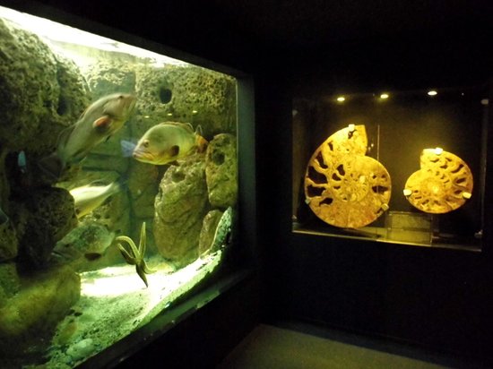 25 melhores aquários do mundo.