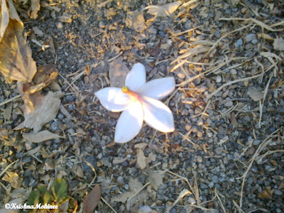 Image : Flower expressing the feeling of lost in love