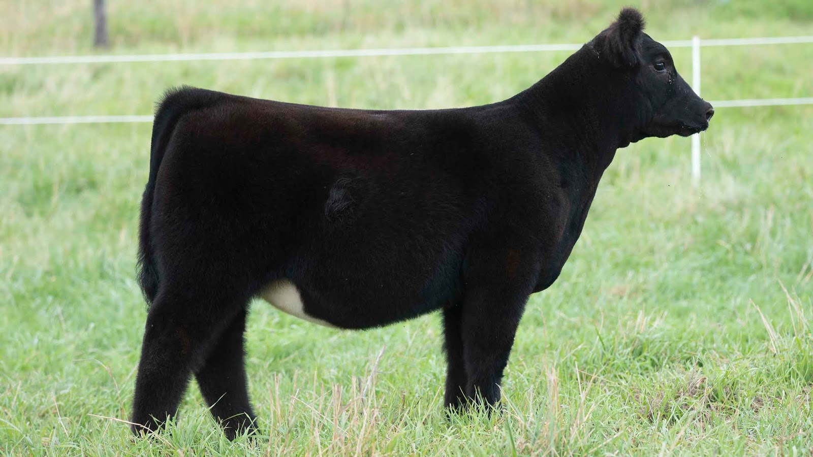 RCC Blog Pryor Show Cattle