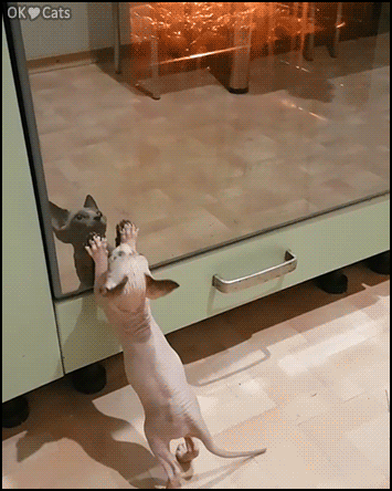Funny Kitten GIF • Amazing Sphynx cat & kitten trying to catch food in the oven. "Open the door, we're hungry!" [ok-cats-site.com]