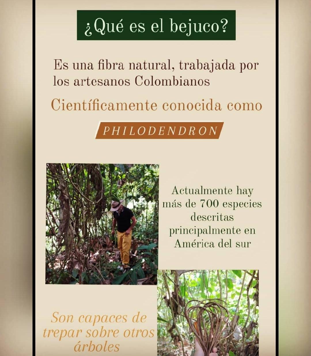 ¿Qué es el bejuco?