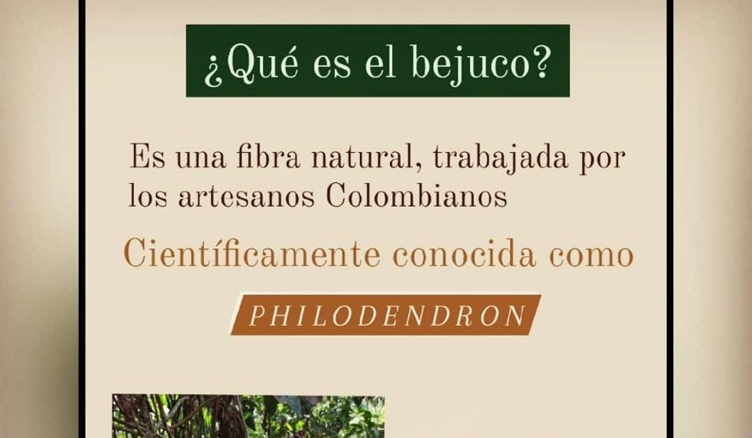 ¿Qué es el bejuco?
