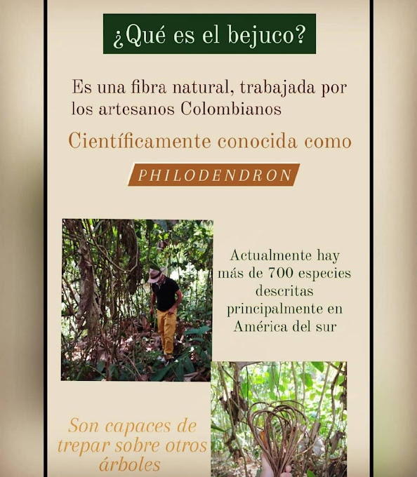 ¿Qué es el bejuco?