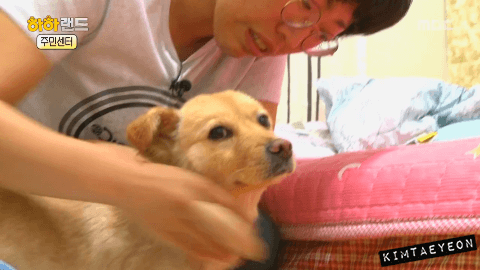 [사진/움짤多] 저는 유기견 마린이입니다. 제 가족이 되어주실 분 없나요? | 인스티즈