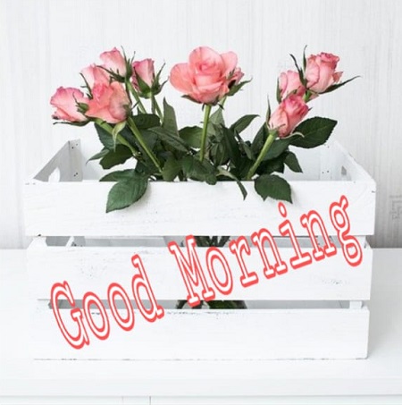Good Morning Photos Good Morning Photos