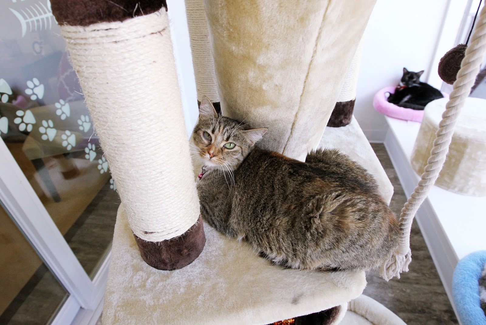 Mark Kodiak Ukena Orphans Of The Storm Animal Shelter New