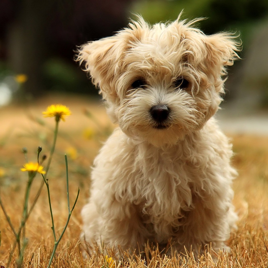watch and download free dog wallpaper here