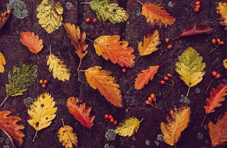 autumn leaves