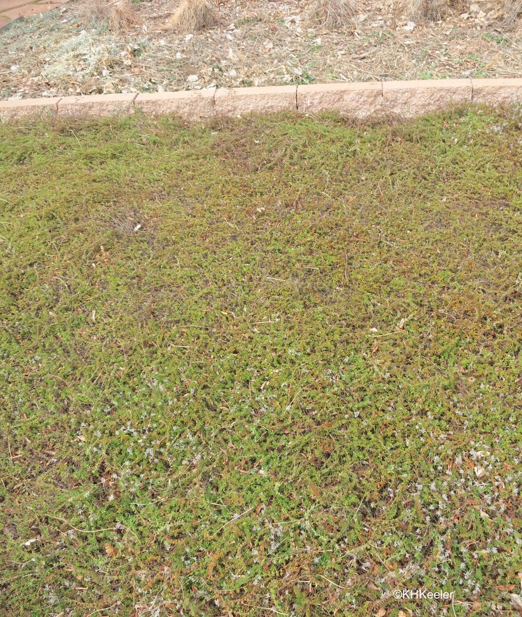 A Wandering Botanist Grass Lawns and Lawn Weeds