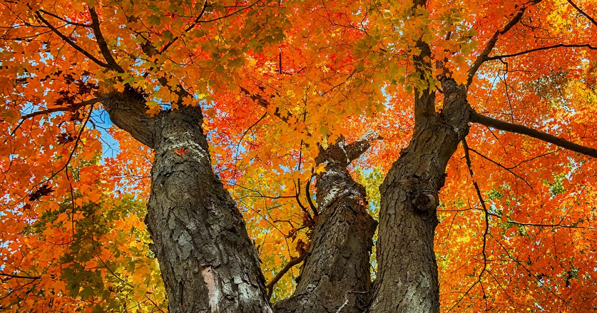 Replant.ca Environmental The Sugar Maple tree (Acer saccharum)