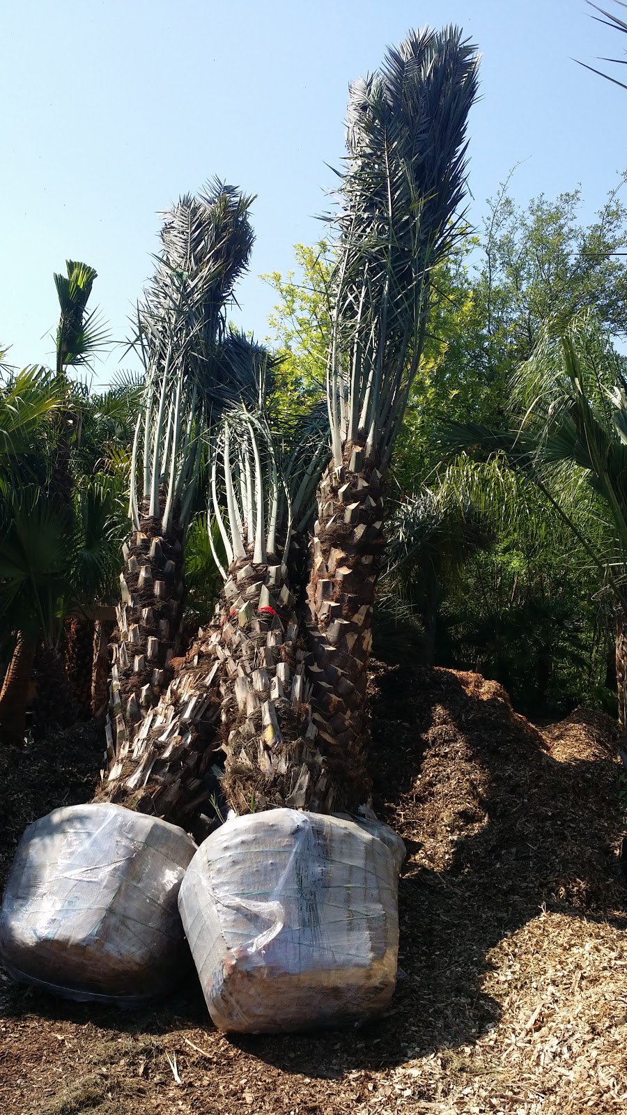 Cold Hardy Palm Trees in Houston Palms for your summer projects in