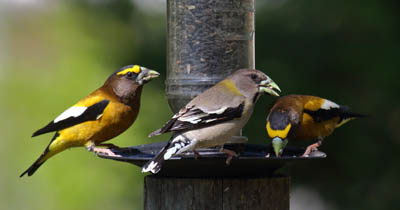 Photo of Evening Grosbeaks at feeder